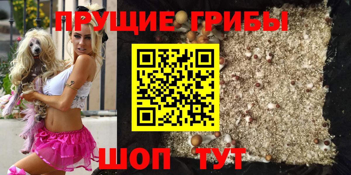 Новозыбков  Псилоцибиновые грибы мицелий  Псилоцибиновые грибы ЛСД  купить наркоту  Вход с VPN 
